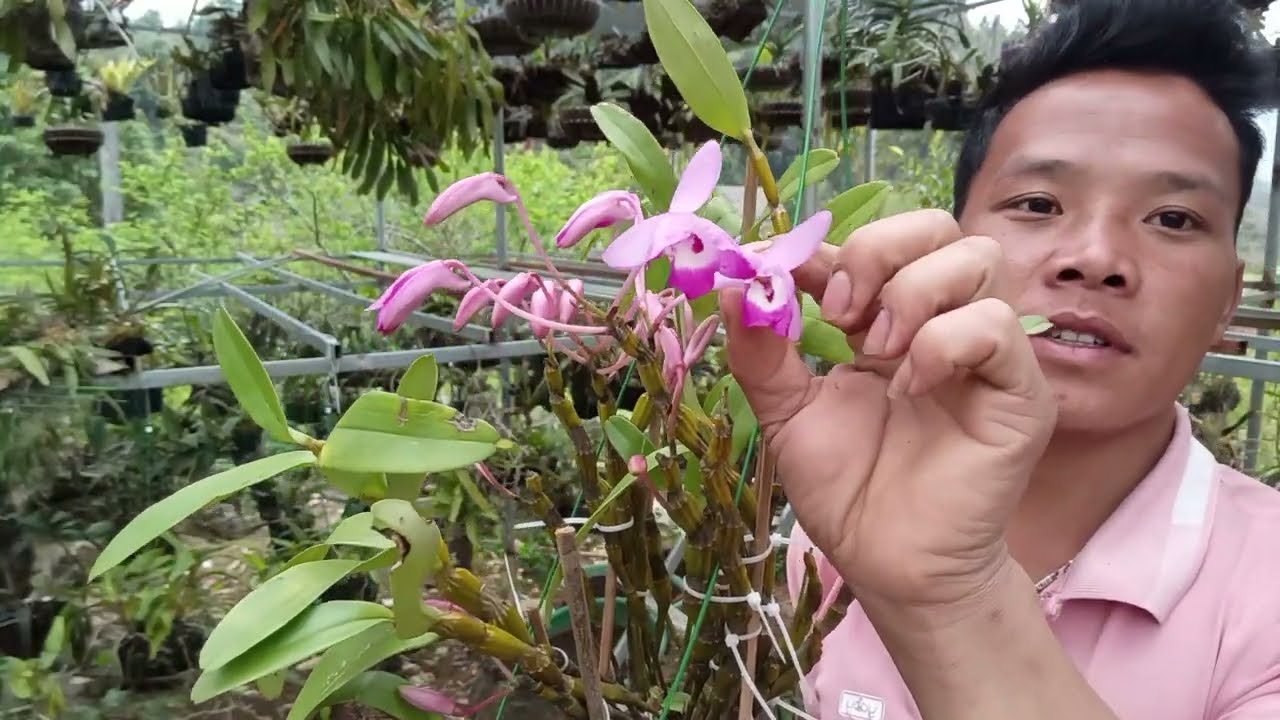 5/3 Zalo 0822681162 a thái bán lan rừng thuần TBS, chồn, cáo đang nụ đẹp rẻ @TháiLanRừng25LC 