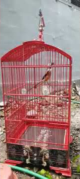 Cuplikan Proses mandi cendet satu pangkringan 