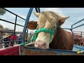 Mercado de ganado toros pesados caballos finos borregos en bultoaves y todo un mundo de animales