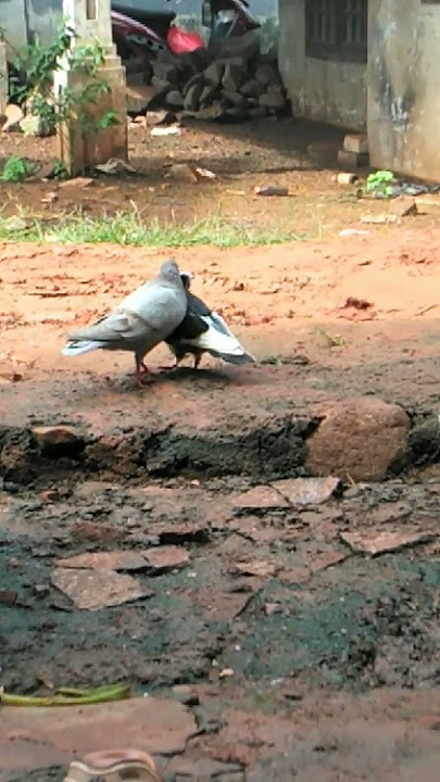 Sejoli Lagi Bercumbu Ada Yang Ganggu Ajah #shorts #merpatiku #merpati #pigeon #dara