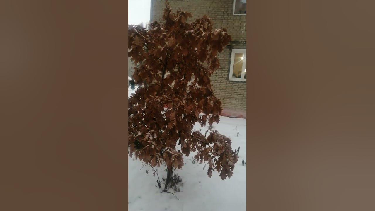 Зимний дубок. #зима #дуб #дерево - YouTube