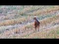 Rehe in freier Natur fotografieren