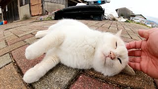 ゴロンゴロンする薄茶トラ猫を可愛がっていたら、茶トラ猫もお腹を見せてきた