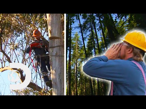 Video: Är trädklättring ett farligt jobb?