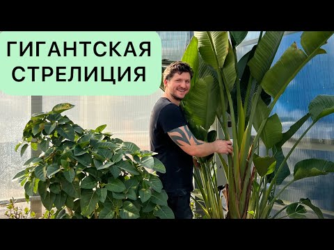 Video: Vokser strelitzia nicolai i Storbritannien?