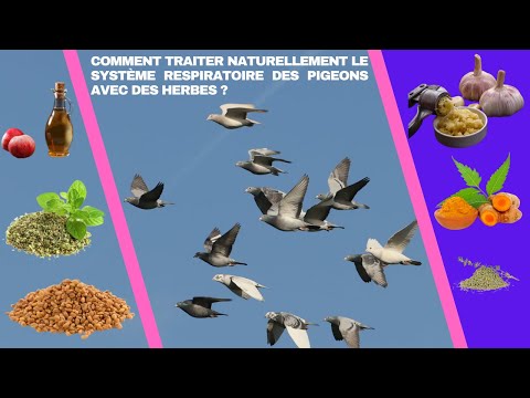 Vidéo: Comment prévenir l'herbe à pigeon ?