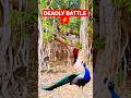 Peacock Hunting in Jungle 😨 Rare Forest Scene | Viral Wildlife Video 2026  #birds #wildlife #shorts