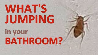 Booklice - your jumping tiny insects from bathroom and basement