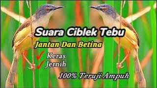 Suara Pikat Ciblek Tebu/Ciblek Meong || Suara Keras Dan Jernih!!!