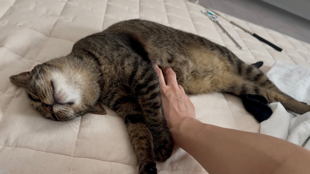 いつも遠慮がちな猫をママがたくさん撫でたらまさかのこうなりました