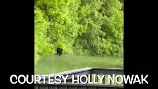 Black bear spotted in Slinger, Wi
