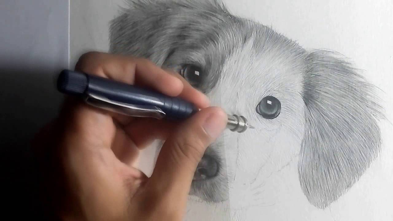 Como desenhar animais