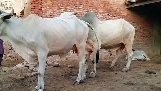 Heavy Bull Mating A Small Cow Natural Cow Breeding Cow Breeding Season Start