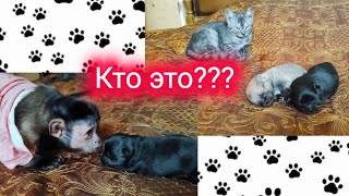 Реакция обезьянки и котенка на наших щеночков!