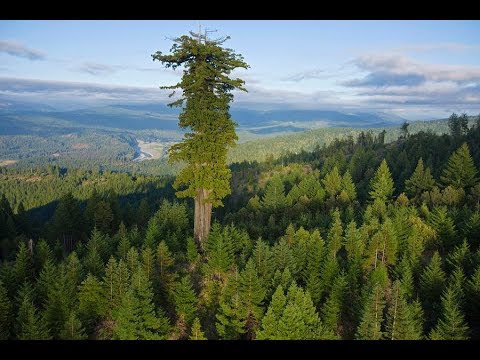 10 высочайших деревьев планеты. Секвойя Вечнозелёная.