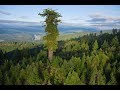 10 высочайших деревьев планеты. Секвойя Вечнозелёная.