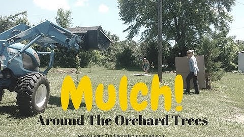 Orchard Tour and Mulching Our Fruit Trees