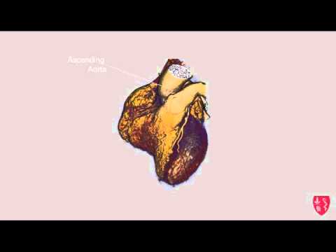 The Heart - Cardiac Cycle - YouTube
