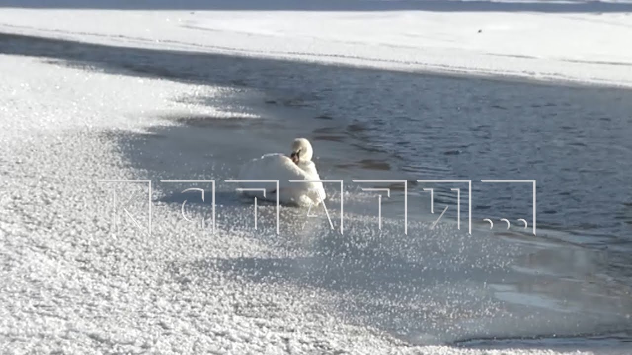 Из за произошедшей трагедии лебедь не полетел зимовать в теплые страны ...