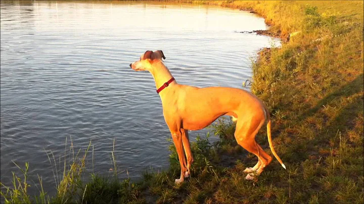 Whippets Swimming at the Dog Park