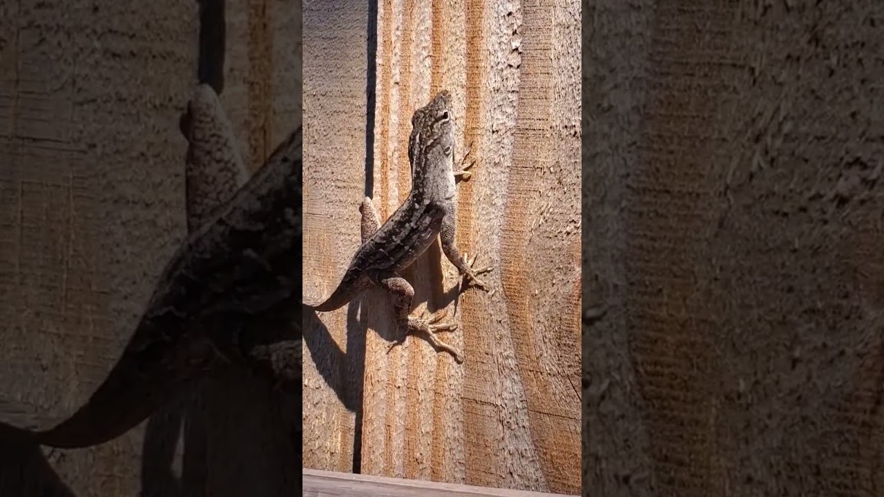 Lizard throws it in reverse YouTube