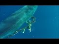 Fearless Free Diver Saves Huge Whale Trapped in Fishing Line