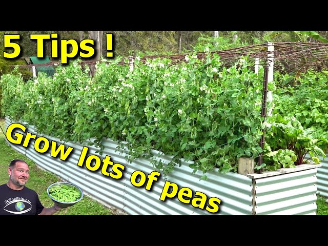 5 Tips How to Grow a Ton of Snow Peas class=