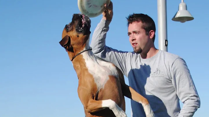 Heeling and Leash manners - Train your dog