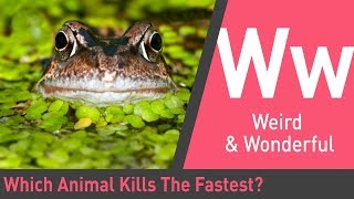Which Animal Kills The Fastest | The Quick and the Curious