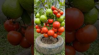 How To Propagate Guava Trees With Tomatoes So They Produce Fruit Together.
