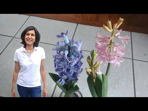 Don&rsquo;t toss away your Hyacinths after the holiday season - part 1