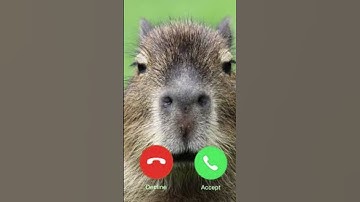 Capy calling, will you answer it? 📞 #capybara #iphone #shorts