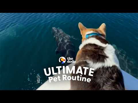 Corgi Always Gets Front-Row Seat To Dolphins Leaping Out Of The Water | The Dodo