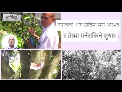 नेपालको आप खेतिमा मेरो अनुभव र तेस्मा गर्नसकिने सुधार | Surendra Prasad ...