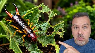 EARWIGS Are DESTROYING Your Garden! Do This Tonight
