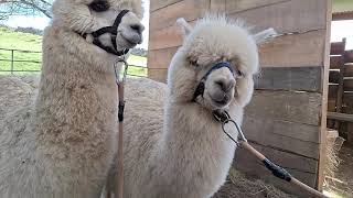 Alpacas de Gredos: More Harness Training For Our Young Ladies, Ame and Pola