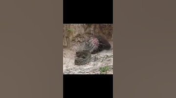 Python and Porcupine Face off Each Other #shorts #python #porcupine