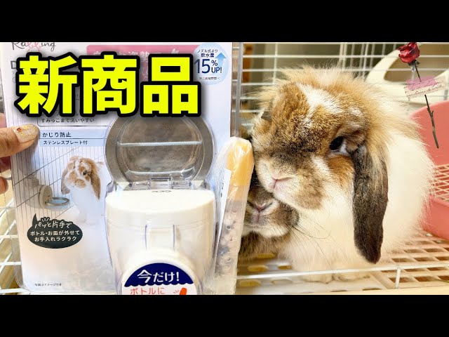 Can you see it from below?!] This rabbit water dish is the best