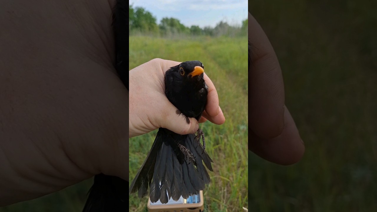 Обзор ЧЁРНЫЙ ДРОЗД 🤘🤘🤘