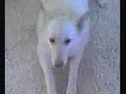 Sally - The White German Shepard - Howling