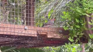 beautiful birds finches