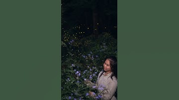 Firefly fairy lights