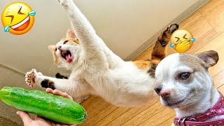 The FUNNIEST Dogs and Cats Shorts EverYou Laugh You Lose#6