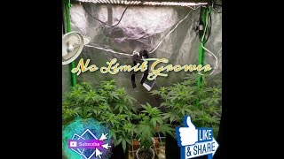 Meijiu 240 - Mars Hydro sp 250 Grow room uptade #nolimit #grower #update
