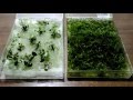 анубиас и яванский мох выращивание Anubias nana Java Moss