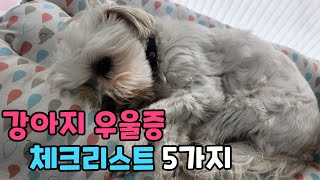 강아지가 우울증 걸렸을때 하는 행동 5가지. 반려견 우울증 확인하는 방법