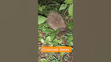 Ищет запасы на зиму
