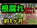 『根腐れ！？』のペチュニア！あれから1ヶ月。枯れた！？復活か！？