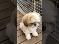 #pets#cute