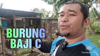 Burung Baji Senang Bela// Senang Jaga Burung Baji Senang Bela// Senang Jaga